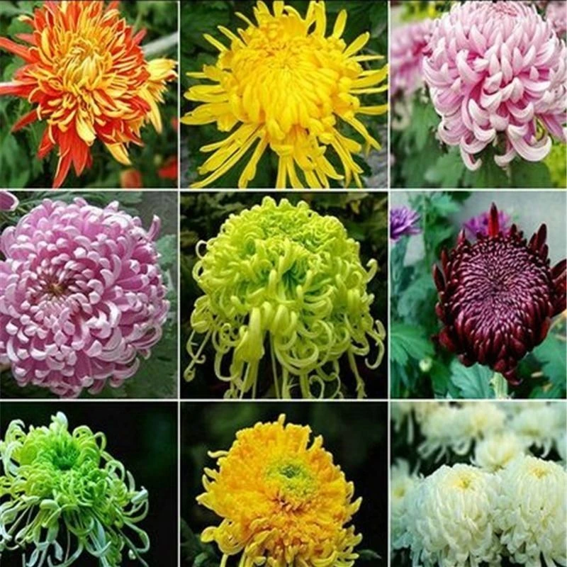 重瓣矮杆【多款菊花种子】四季播种室内阳台盆栽庭院菊花花卉种子