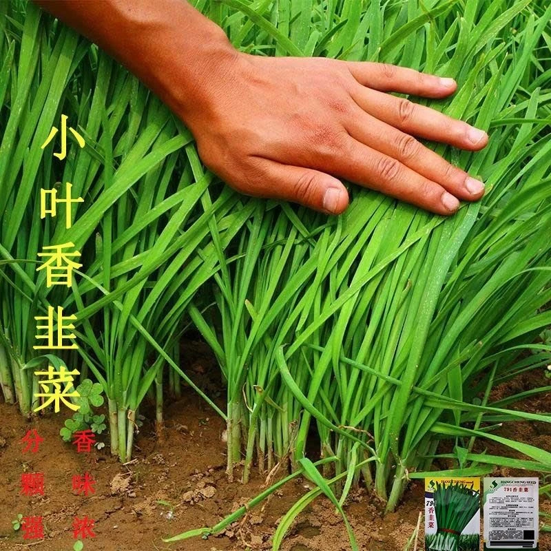 四季韭菜种子老品种小细叶韭菜籽本地紫根红根韭菜耐热寒四季播