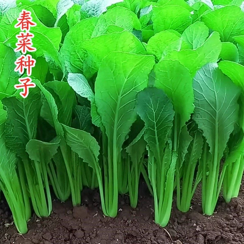 潮汕揭阳大叶春菜种子 老品种春芥菜种子 菜籽蔬菜种子 四季春菜