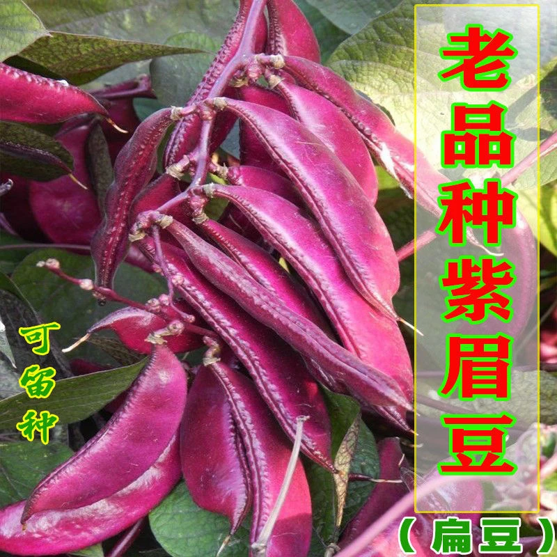 老品种紫眉豆种子早熟扁豆籽种子高产四季豆角梅豆角红边眉豆种子