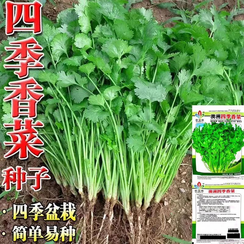 四季香菜种子速生香味浓郁耐热耐寒耐抽苔发芽率高抗病强蔬菜种子