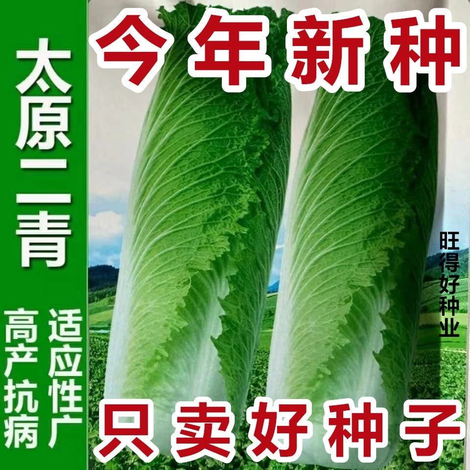 【今年新种】天津青麻叶种籽高梗筒子无筋大白菜高筒长白菜蔬菜种