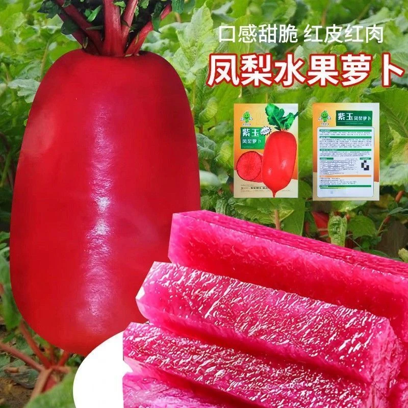 凤梨水果萝卜种子沙窝甜脆型萝卜种籽子红心红皮春秋四季蔬菜种子