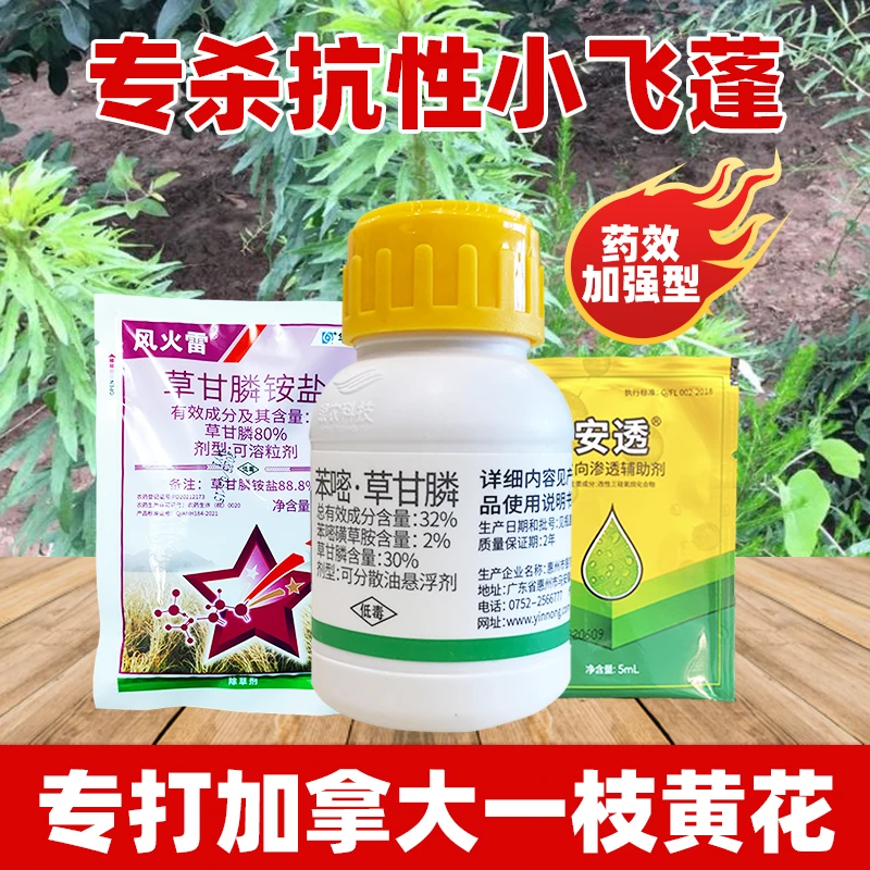 一枝黄花小飞蓬专杀方案除草剂防治小飞蓬加拿大一枝黄花蒿子农药