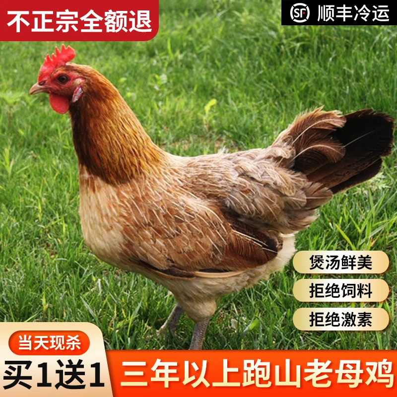 正宗3年老母鸡土鸡草鸡柴鸡孕妇月子鸡走地鸡粮食散养安徽特产