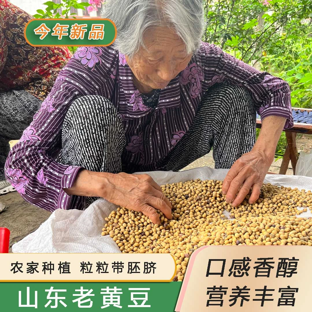山东老黄豆 2024年农户种植土黄豆可打豆浆发芽留种非转五谷杂粮