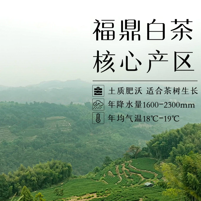 F新1范范有好茶 替代链接 2019年太姥山白牡丹
