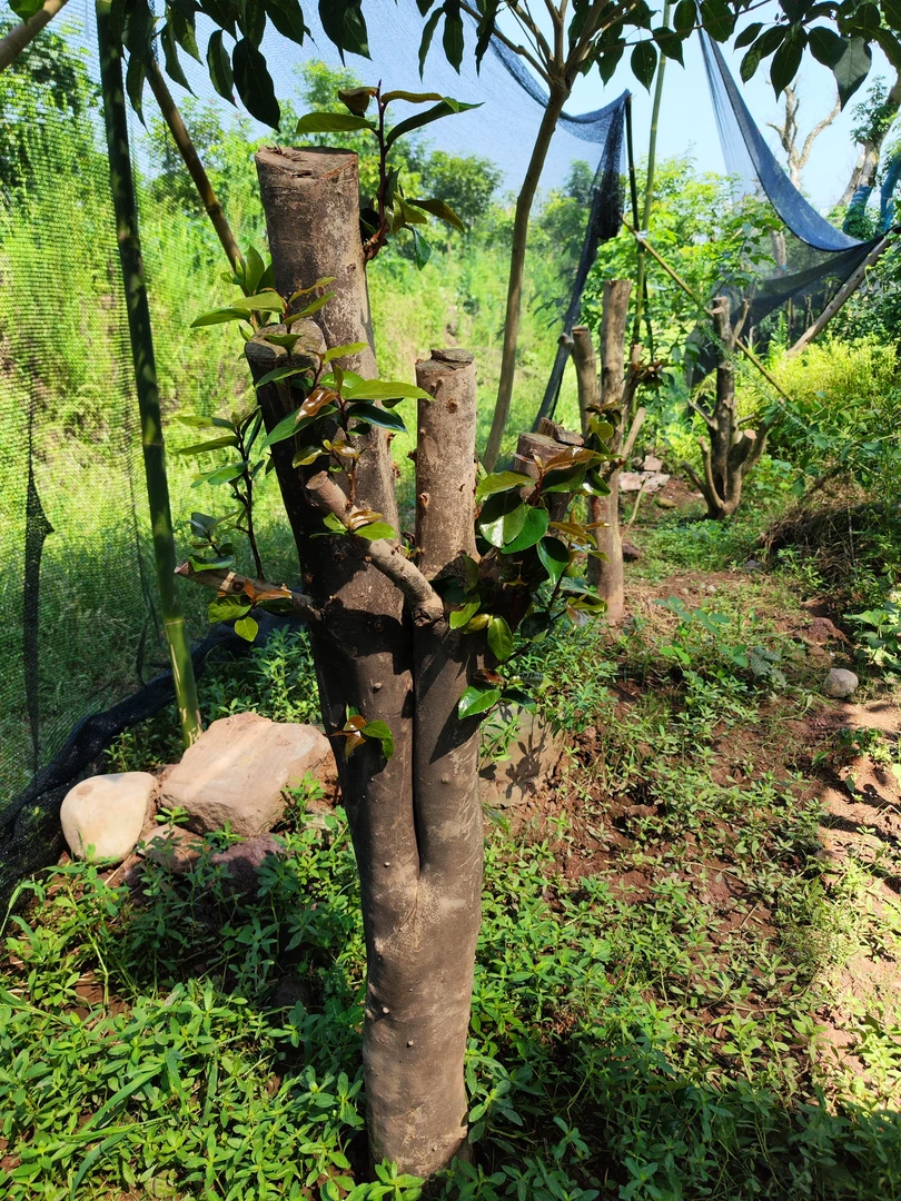 山茶花红绣球，熟货基地直发