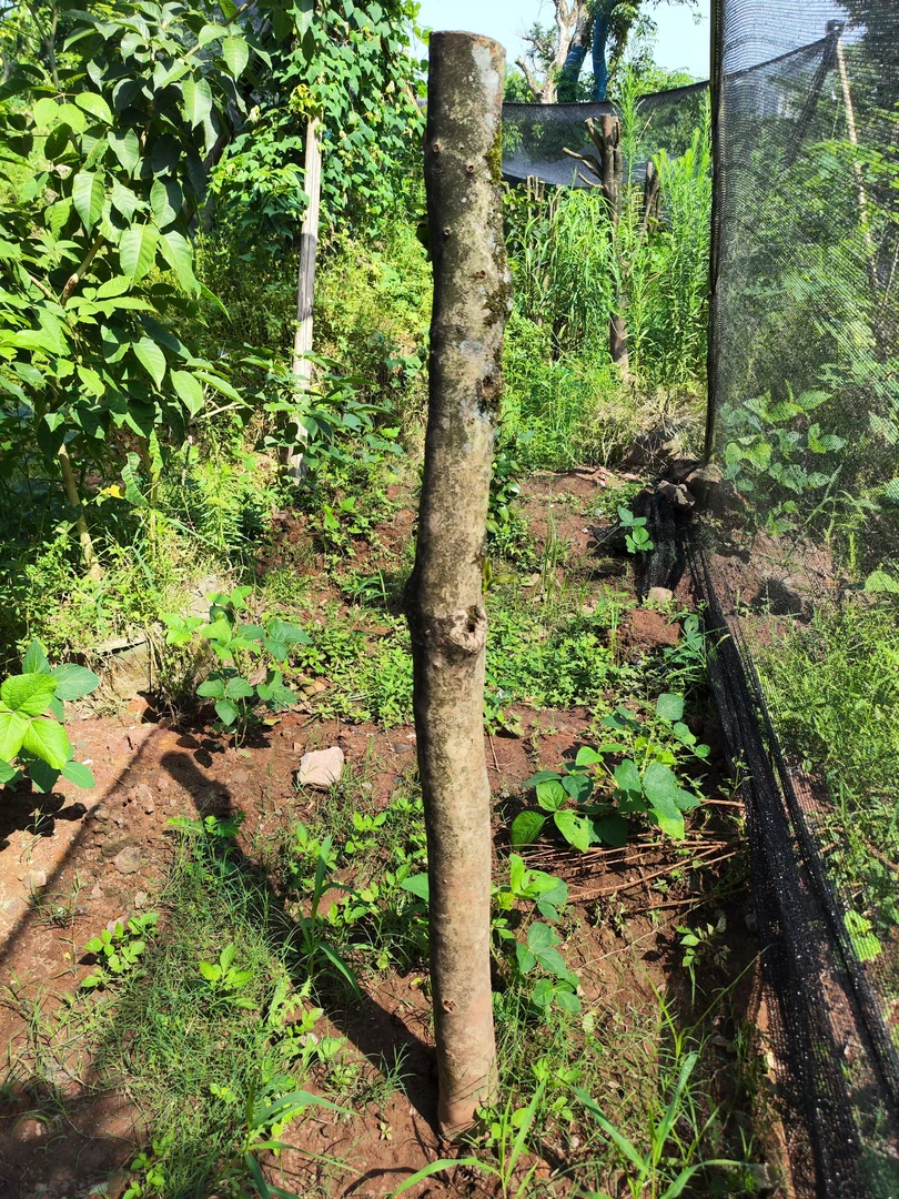 山茶花 红十八学士，熟货基地直发