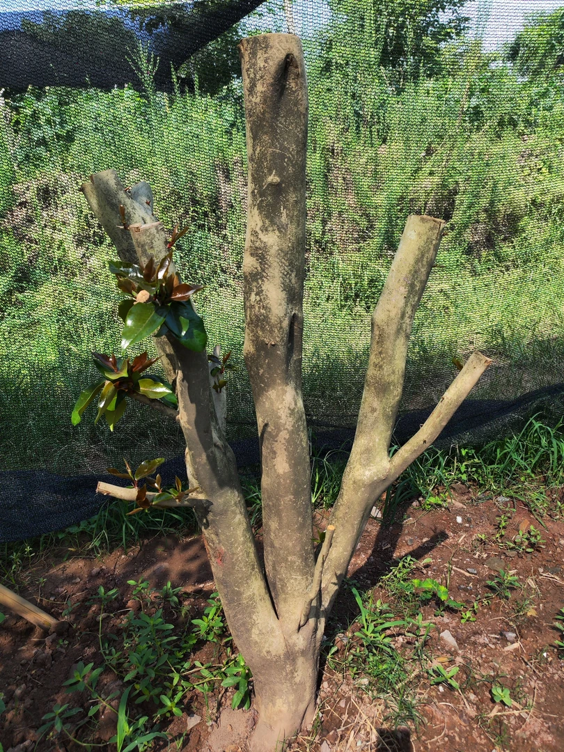山茶花红绣球,熟货基地直发