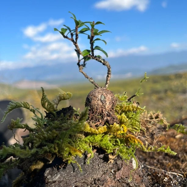 五翅莓 开花结果四季常青 直播间一物一拍
