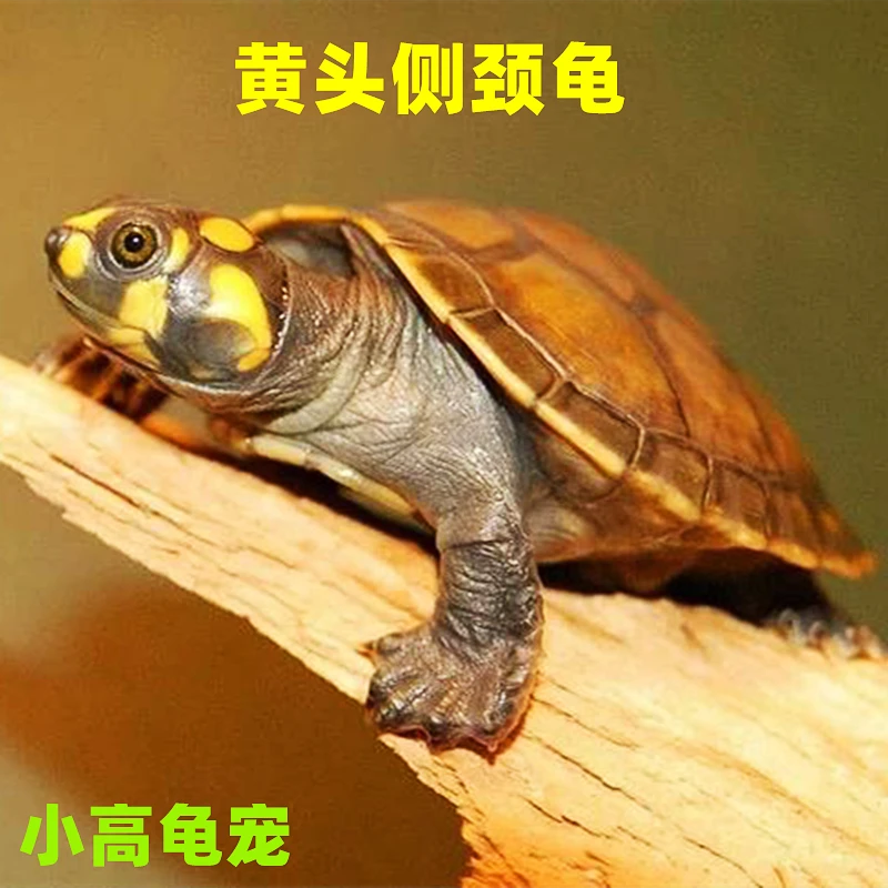 黄头侧颈龟活体深水宠物龟鱼缸清洁工黄头吃粪龟观赏龟忍者深龟