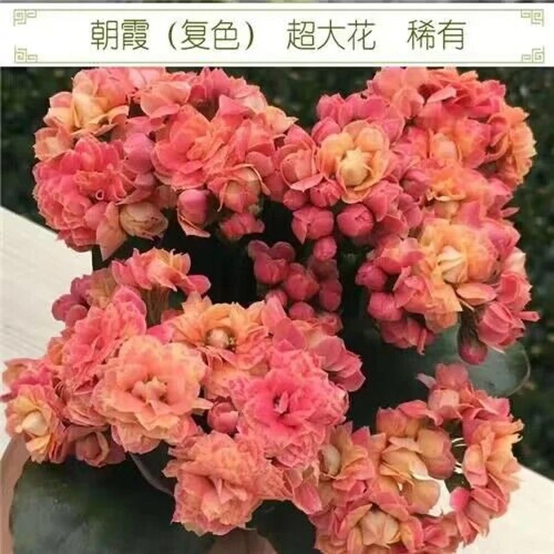 80#盆 复色朝霞长寿花 重瓣大花 带花苞发货 四季开花