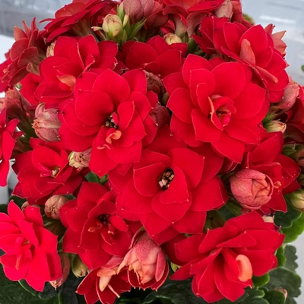 【红狐狸】 长寿花 盆栽重瓣 带花苞100#盆 送肥料