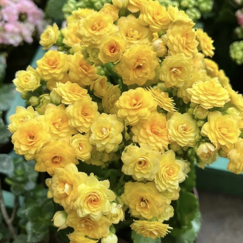 大盆 奶酪长寿花盆栽重瓣花苗带花苞进口稀有新品种 110#盆