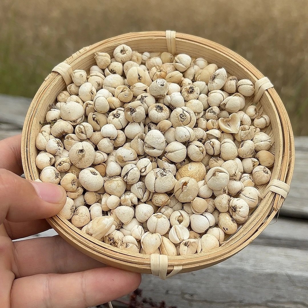 【铭瑄正宗西藏山货】藏贝母西藏高海拔下山货藏贝母正宗特级