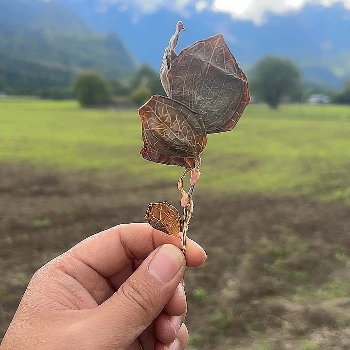 【铭瑄】西藏高海拔下山货金线莲