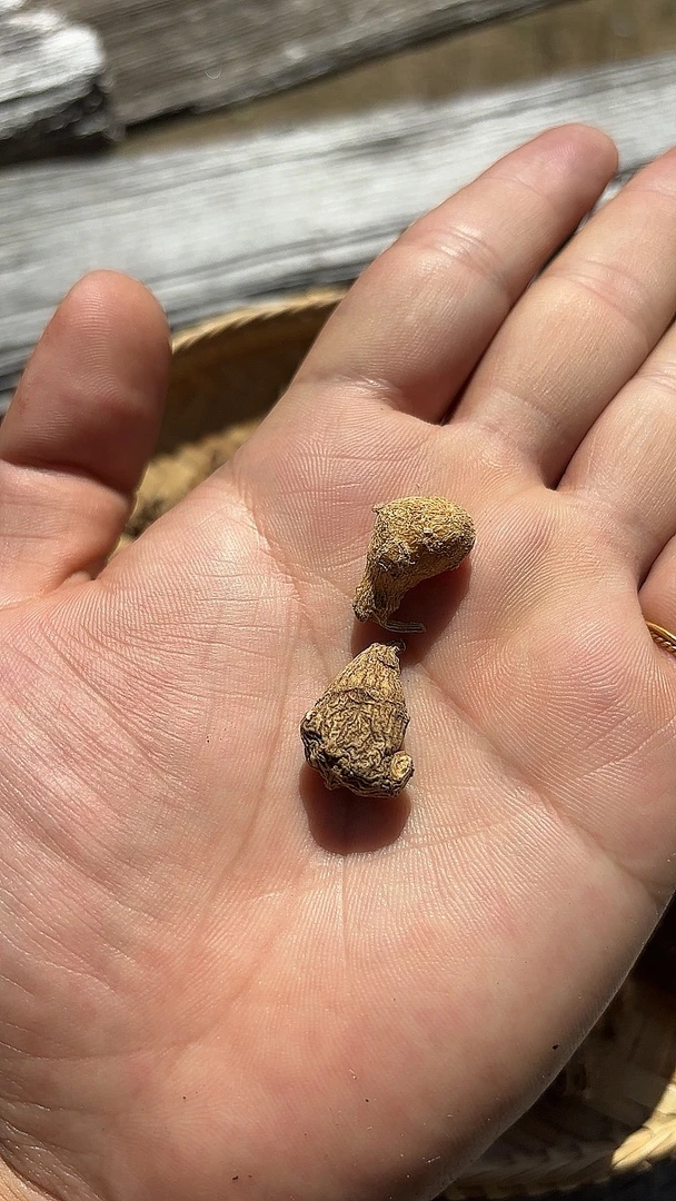 【铭瑄正宗西藏山货】西藏高海拔下山货三七