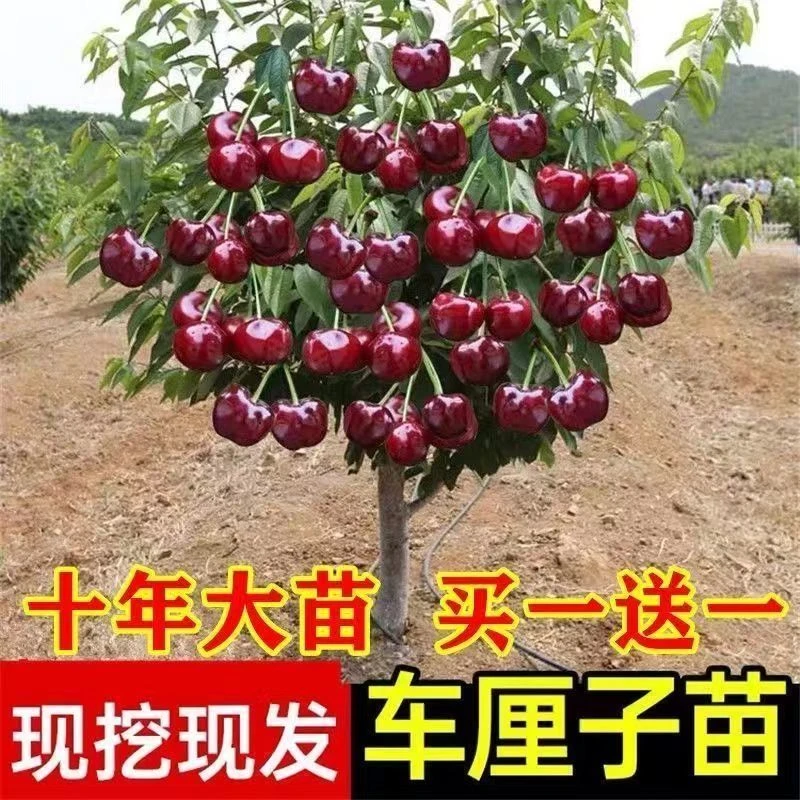正宗樱桃树苗车厘子大樱桃地栽盆栽庭院当年结果南方北方种植耐寒