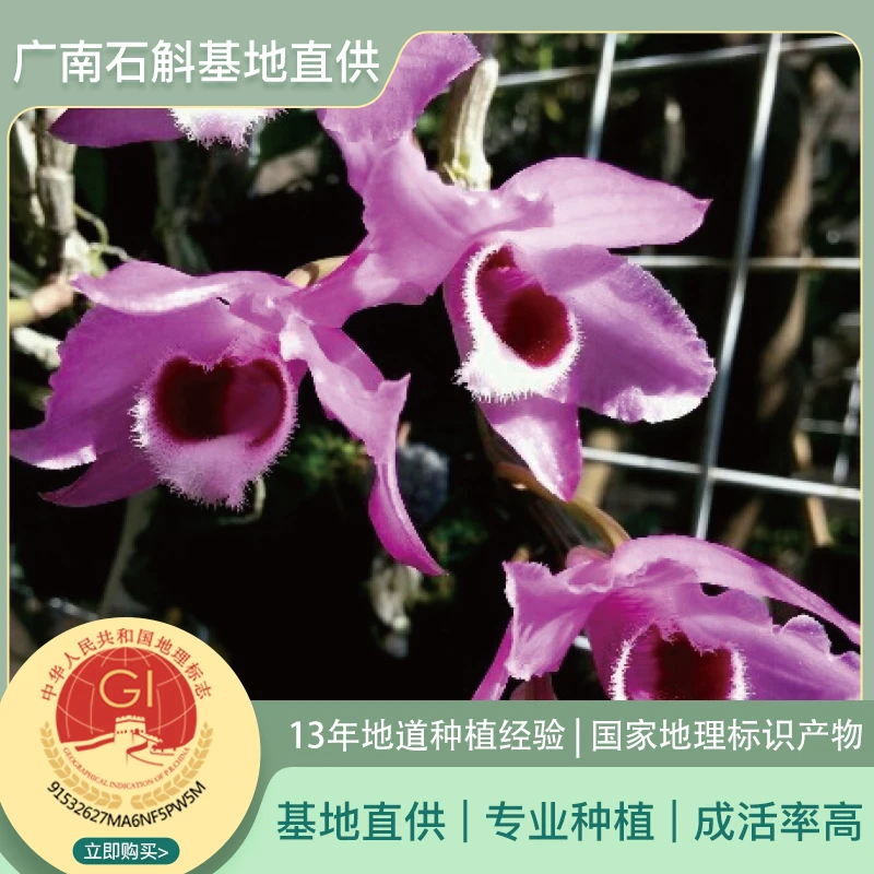 【广南石斛】精选观赏类麝香石斛丛苗盆栽绿植开花