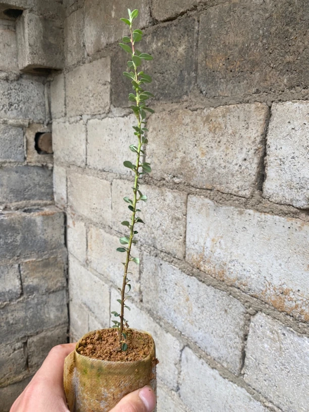 荀子盆栽盆景直播素材