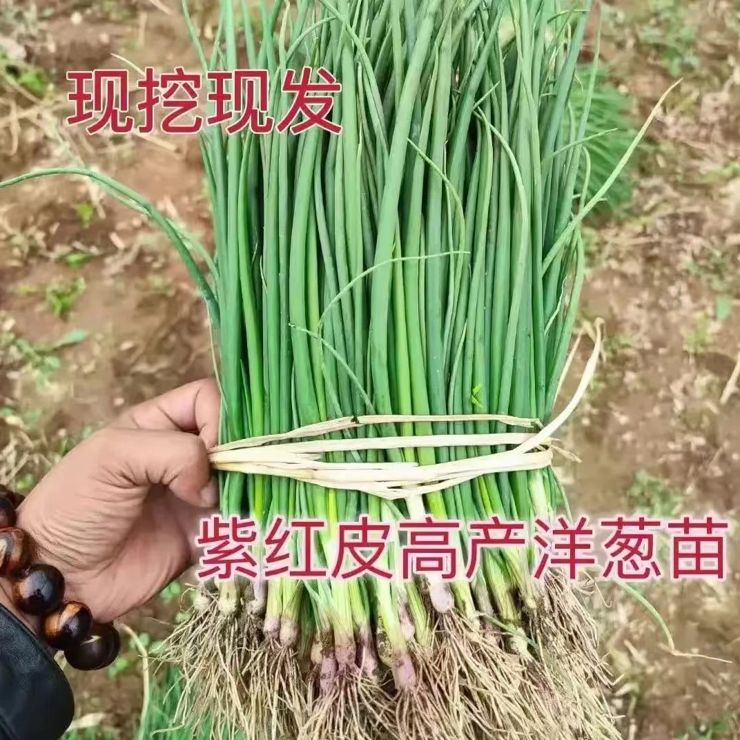 洋葱苗种植秧苗红皮洋葱种子紫皮洋葱苗秋冬耐寒蔬菜
