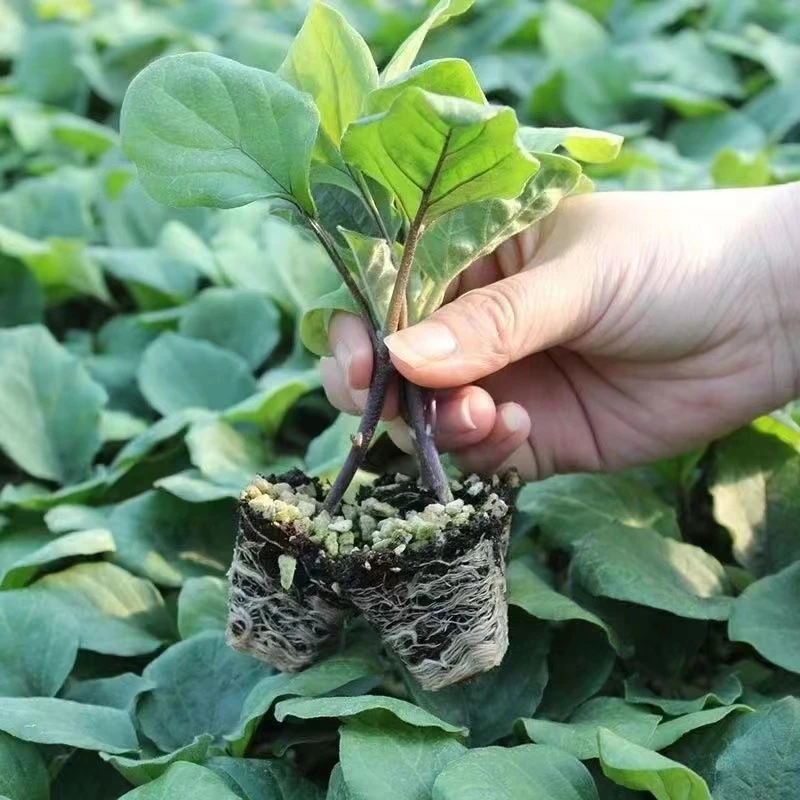 茄子苗绿长茄圆茄白烧烤茄秧四季盆栽精选种子种籽发货菜苗子基地