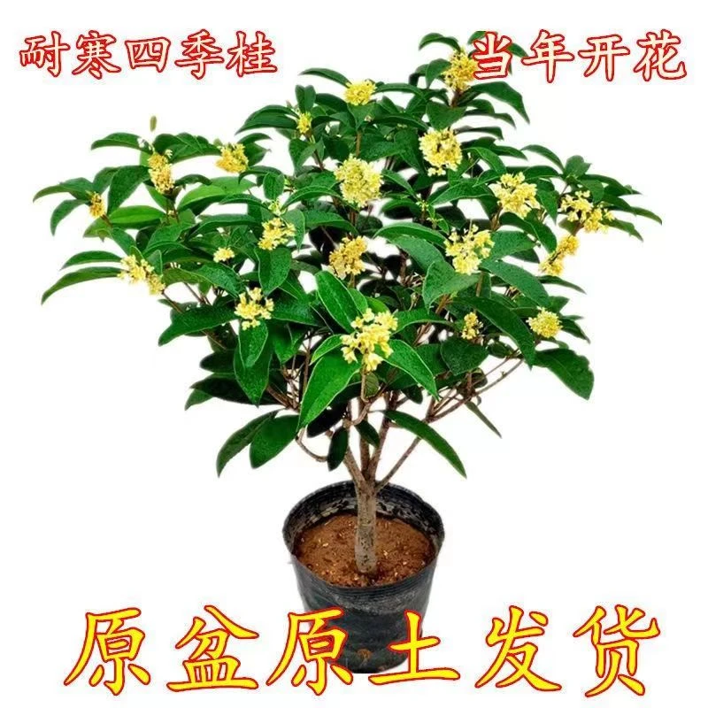 四季桂花浓香型盆栽好养树苗金桂耐寒室内外庭院地栽阳台绿植花卉