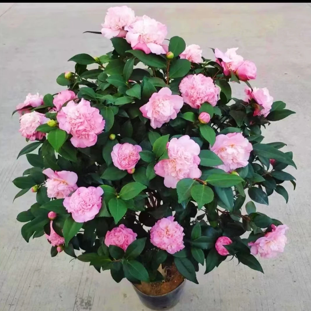 香妃茶花四季常青大小苗庭院室外种植