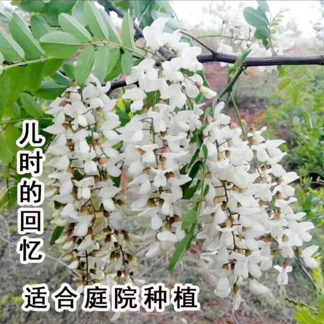 洋槐树苗 洋槐花树苗 刺槐树苗槐树苗槐花树苗槐树花可以食用