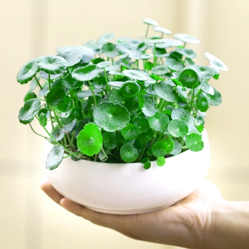 铜钱草水培植物办公室阳台桌面水养绿植金钱草室内四季花卉盆栽