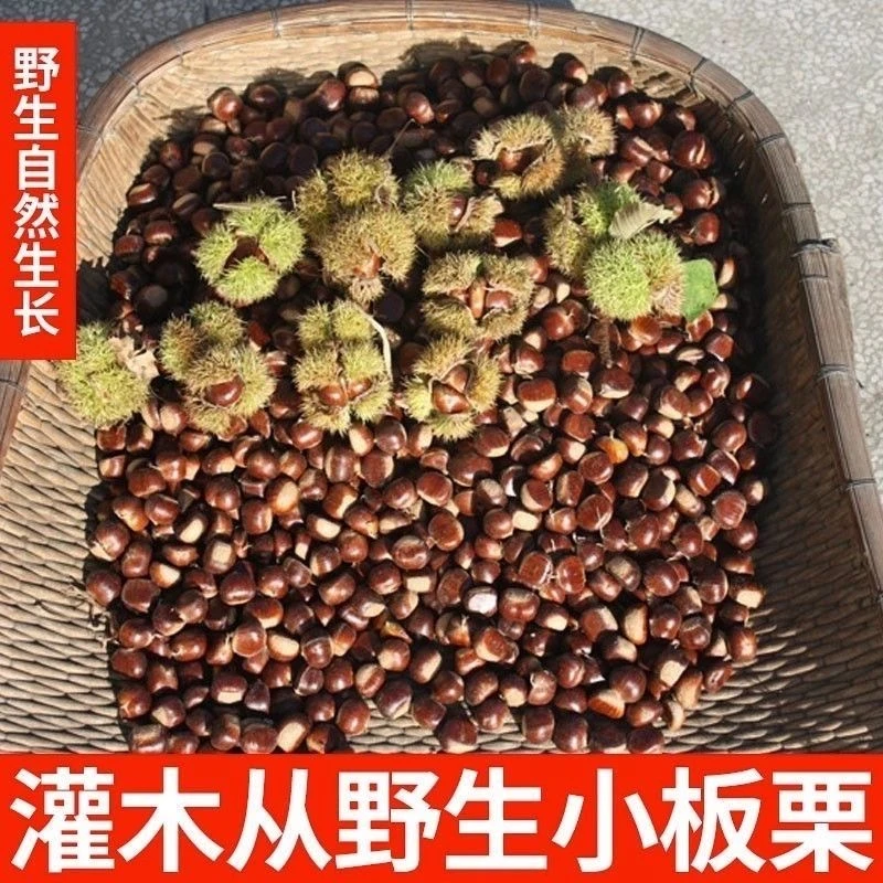 沂蒙深山纯野生老树宝宝果小油栗子黄肉栗香味十足2024新鲜野栗子