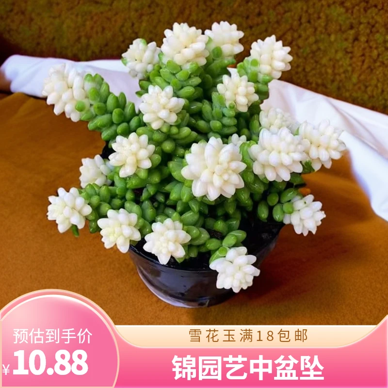 中盆雪花玉坠锦园艺【满18包邮】