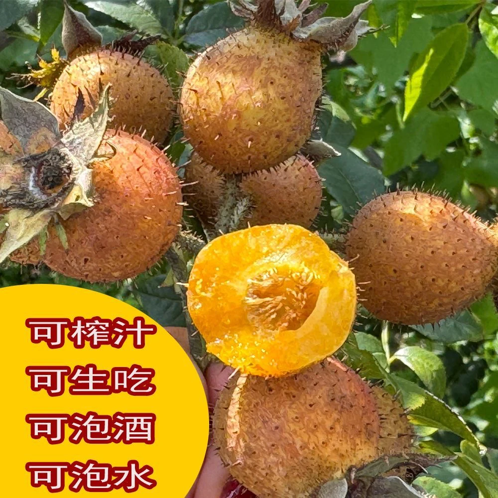 新鲜刺梨 贵州金刺梨无籽刺梨1-10斤装新鲜水果孕妇大果野生刺梨