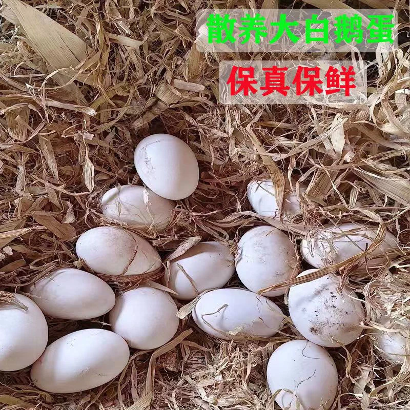 贵州高山鹅蛋农家散养新鲜土鹅蛋现捡现发散养鹅蛋土鹅蛋批发包邮