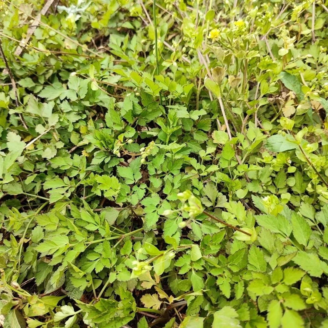 贵州高山芹菜酸菜细叶芹菜野芹菜新鲜芹菜