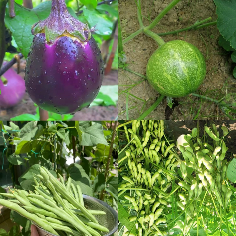 贵州高山新鲜圆茄子蔬菜贵州农家自种瓜豆贵州特产新鲜时令蔬菜