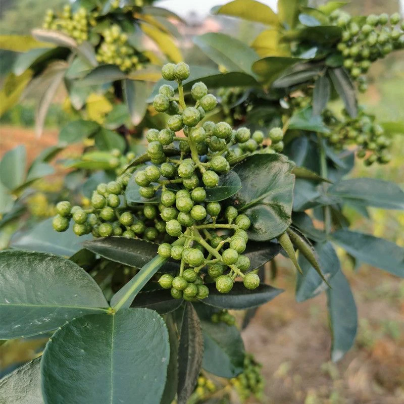 贵州高山农家新鲜特麻现摘青花椒带枝带叶鲜麻椒鲜花椒产地直发