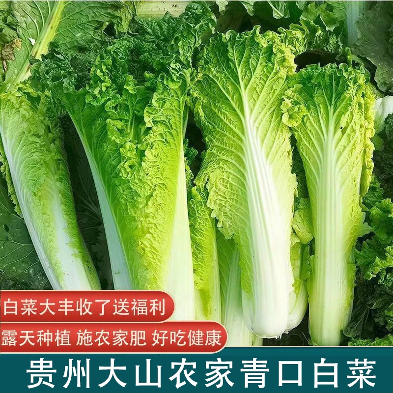（申四姐专属）贵州高山农家种植青口白菜青麻叶白菜青口长杆嫩白菜