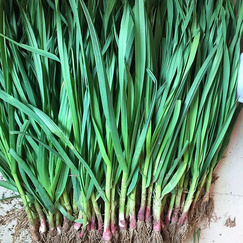 贵州新鲜大蒜农家自种香蒜苗青蒜苗时令蔬菜现挖当季蔬菜爆炒包邮