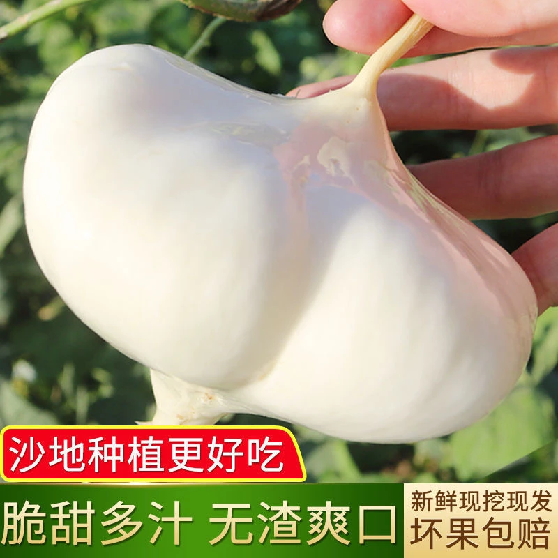 贵州新鲜地萝卜白地瓜农家种植凉薯当季时令水果蔬菜白心