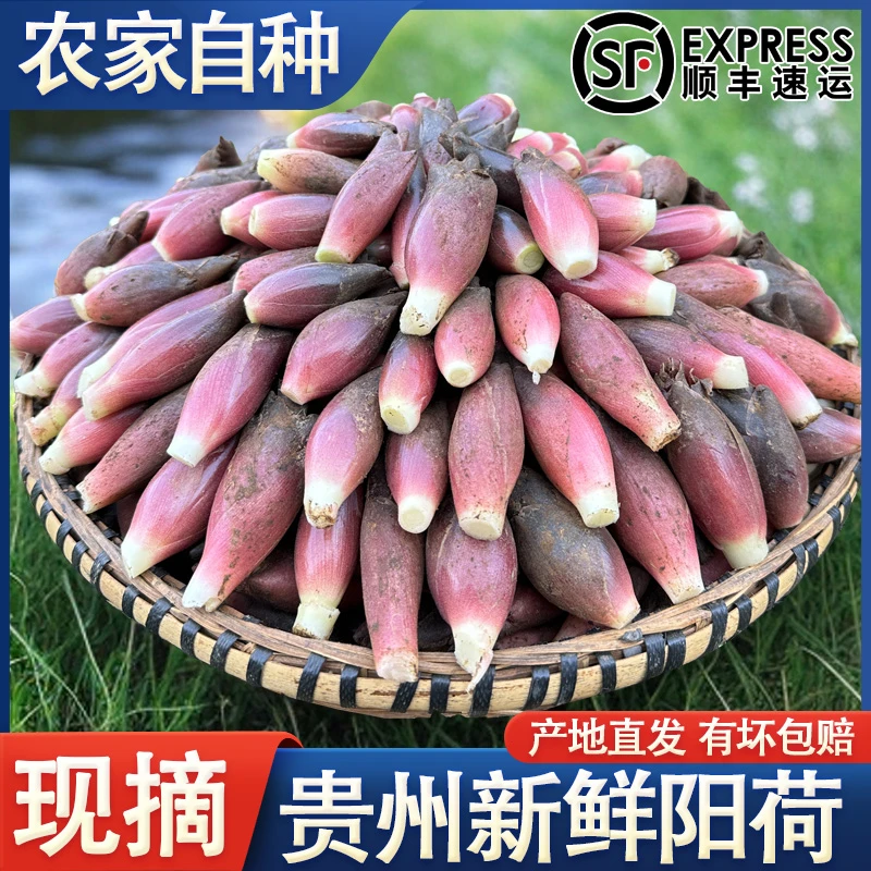 贵州新鲜洋荷姜阳荷野生阳荷姜洋霍胡姜营养时令蔬菜净含量1斤