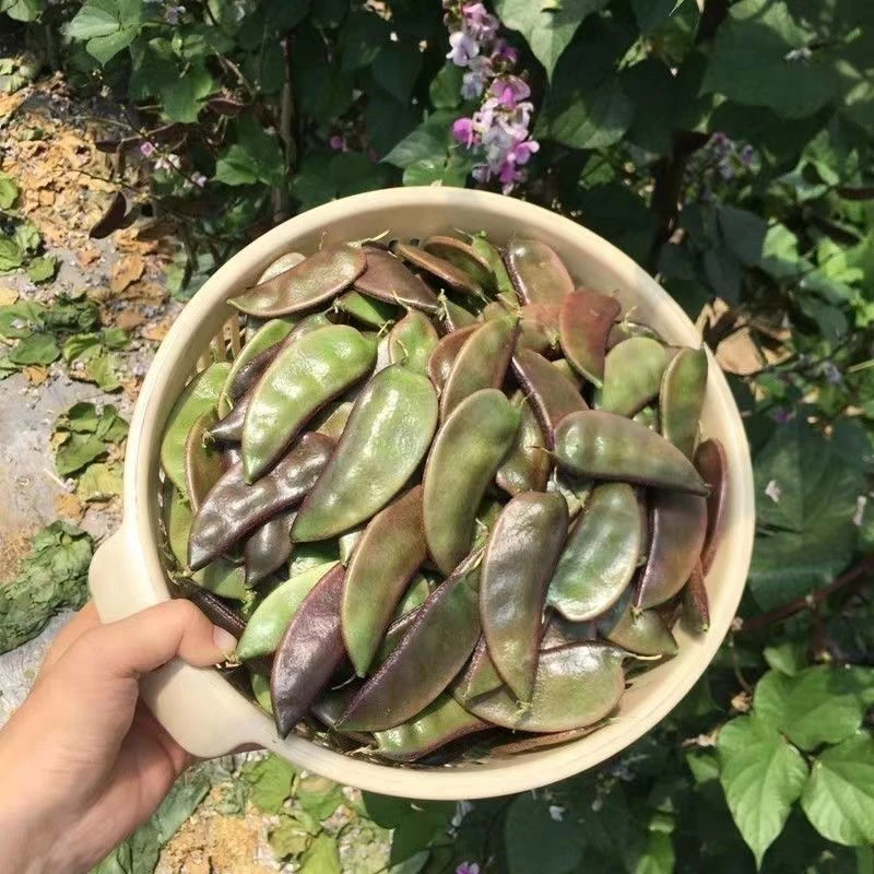 贵州新鲜架豆老母猪耳朵豆角扁豆新鲜紫边刀豆角