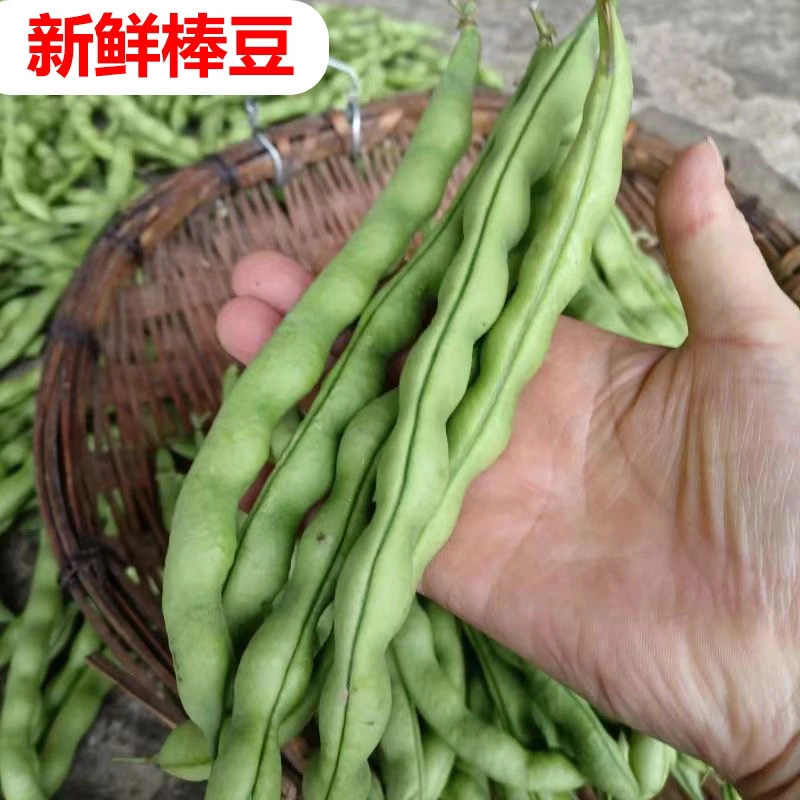 贵州架豆王无筋豆角蔬菜新鲜豆角蛇豆王无茎豆现摘现发厨房1斤