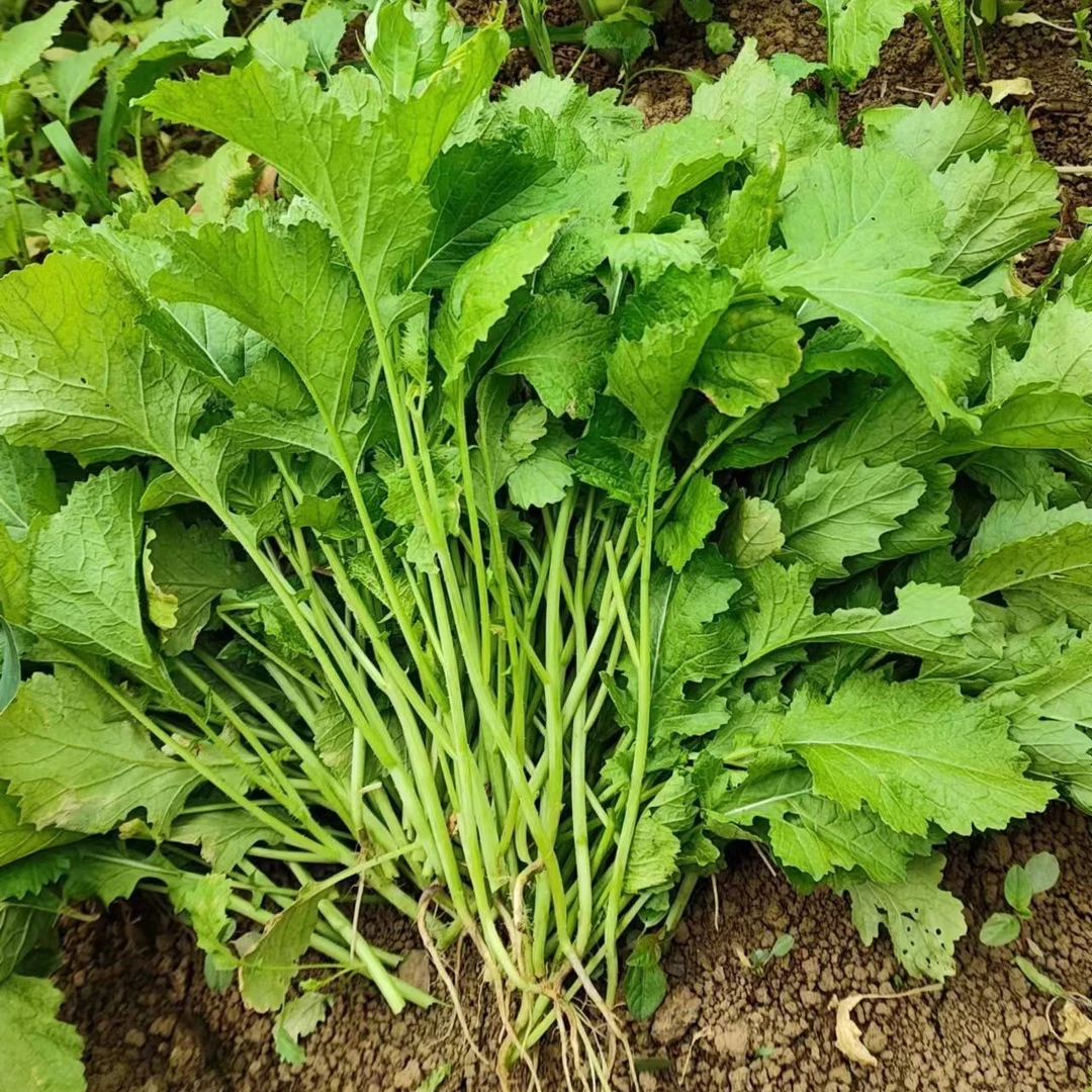 贵州农家油菜整颗新鲜蔬菜嫩菜苔时令野菜火锅菜腊菜菜现挖现发