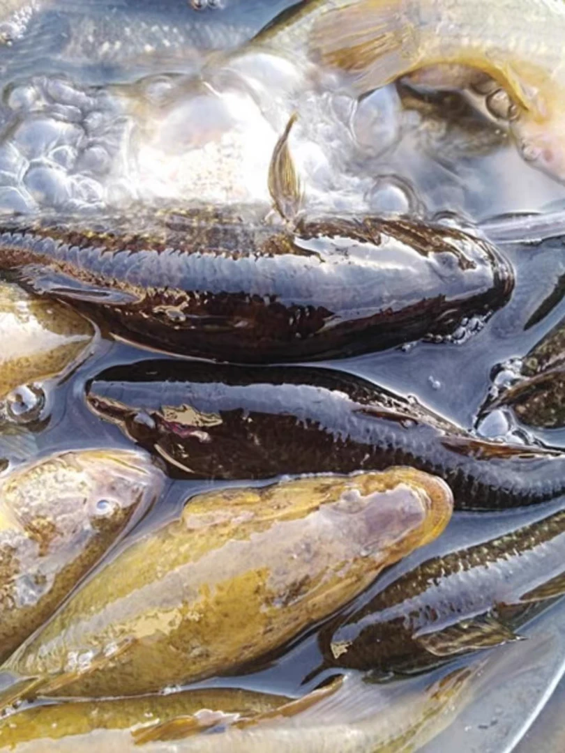 东北老头鱼 大鱼  鲜活速冻 （速冻顺丰）