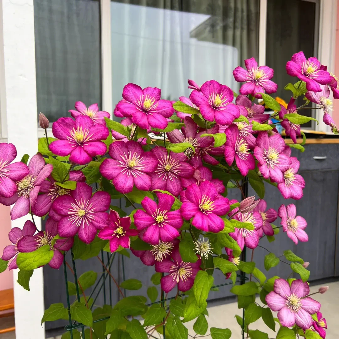 三类晚花 里昂村庄 铁线莲 重剪  爬藤庭院花卉 盆栽观花植物