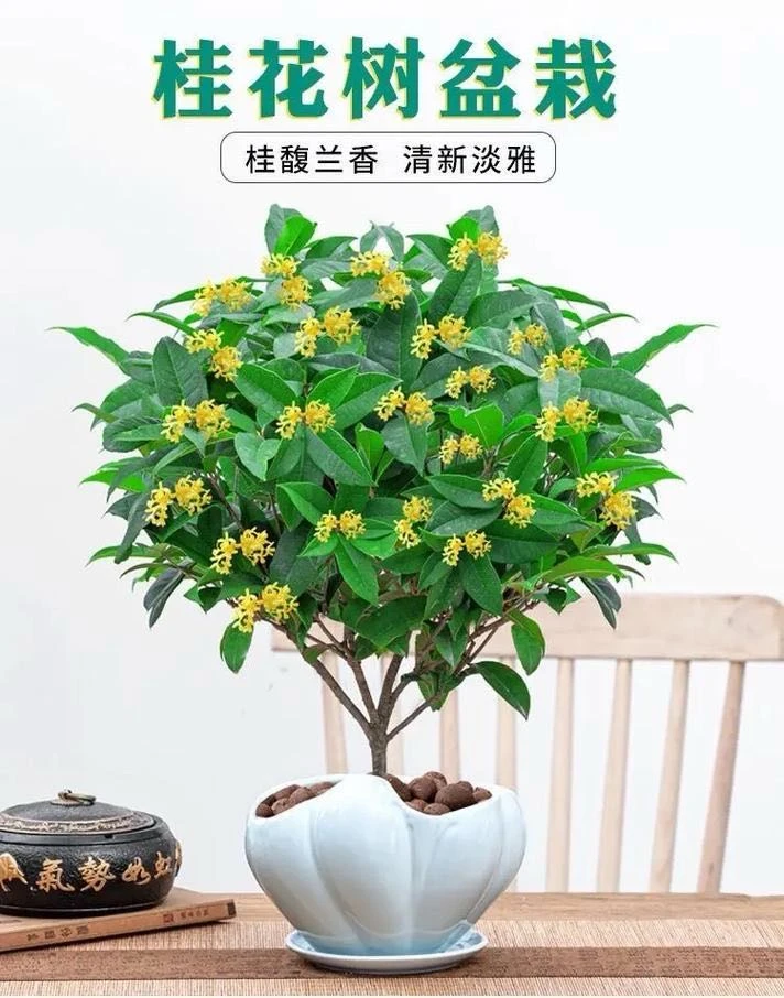 【只发新疆】四季桂花盆栽