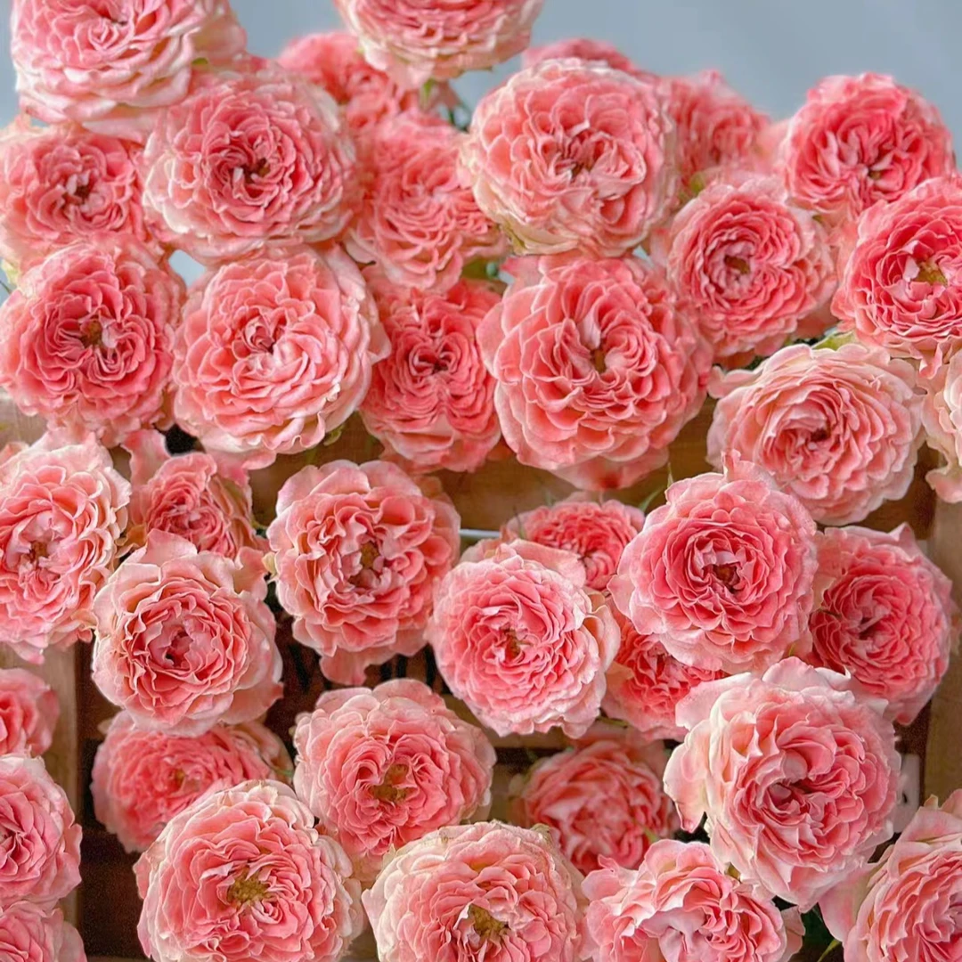 【小仙女】多头泡泡玫瑰 室内水养鲜切花 云南昆明基地直发