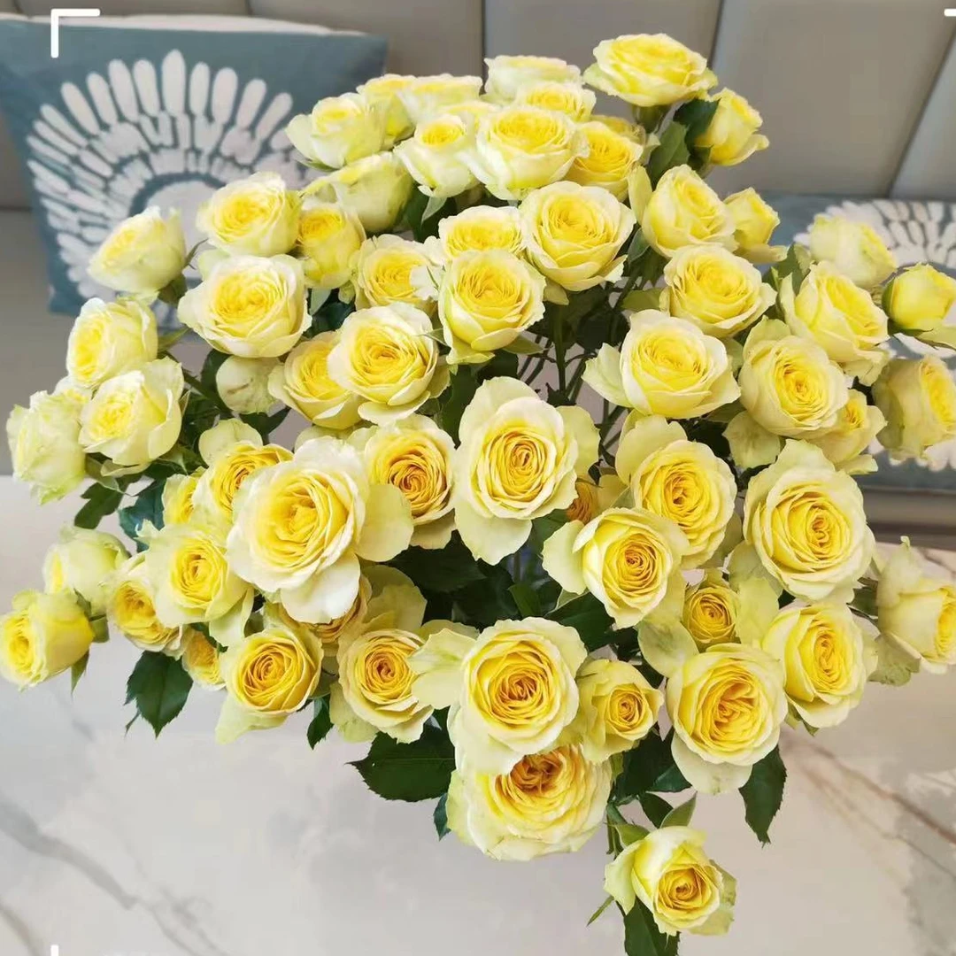【牛油果】多头泡泡玫瑰 室内水养鲜切花 云南昆明基地直发